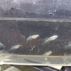 【めだか】幹之リアルロングフィン　ヒカリ体型の画像