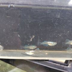 【めだか】幹之リアルロングフィン　ヒカリ体型の画像