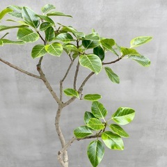 観葉植物 フィカス アルテシマ 180cmの画像