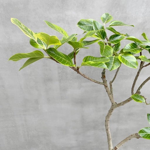 観葉植物 フィカス アルテシマ 180cm