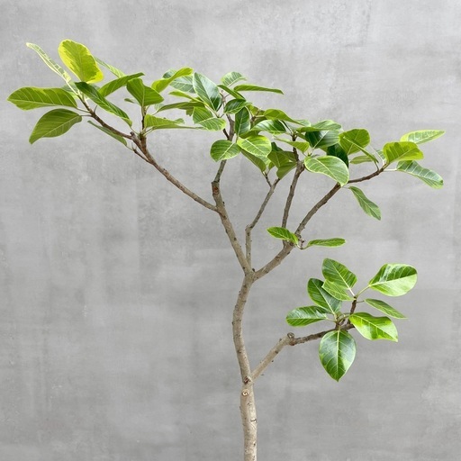 観葉植物 フィカス アルテシマ 180cm