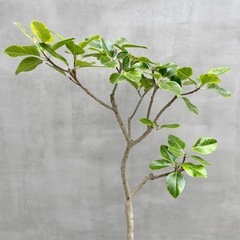 観葉植物 フィカス アルテシマ 180cmの画像