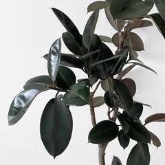 観葉植物 フィカス バーガンディの画像