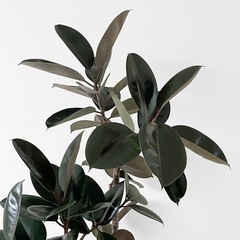 観葉植物 フィカス バーガンディの画像