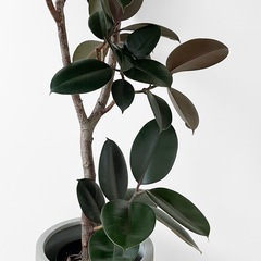 観葉植物 フィカス バーガンディの画像