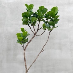 観葉植物 フィカス リラータ バンビーノ 205cmの画像
