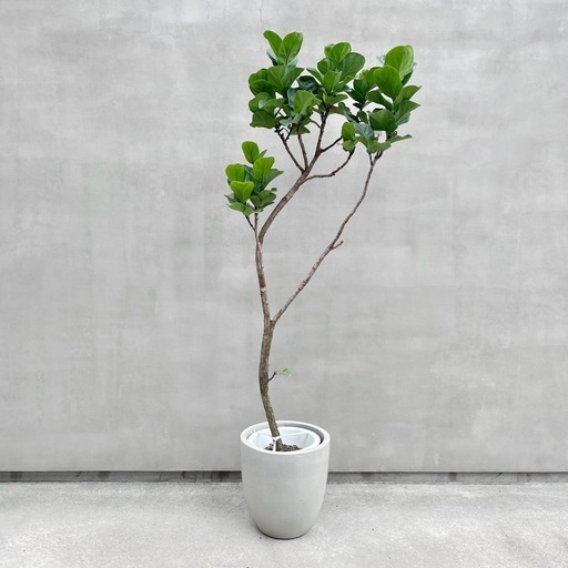 観葉植物 フィカス リラータ バンビーノ 205cm