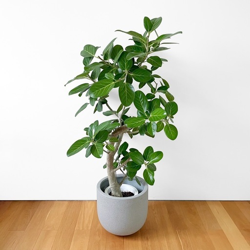 観葉植物 フィカス ベンガレンシス