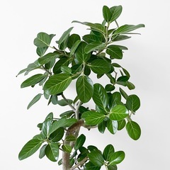 観葉植物 フィカス ベンガレンシスの画像