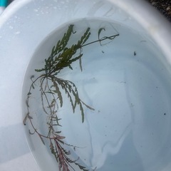 水草セットの画像