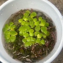 水草セットの画像
