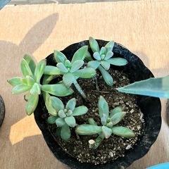 アガベ　多肉植物育てませんか？の画像