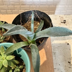 アガベ　多肉植物育てませんか？の画像