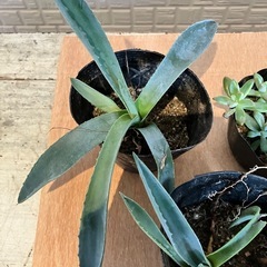 アガベ　多肉植物育てませんか？の画像