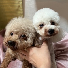 プードル 10歳 女の子