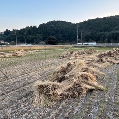 稲稾の画像