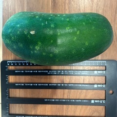 冬瓜　とうがんの画像