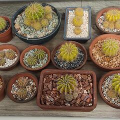 子株付　サボテンの画像