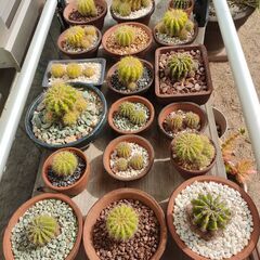 子株付　サボテンの画像