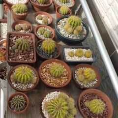 子株付　サボテンの画像