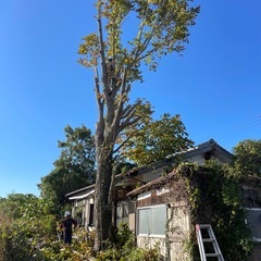 木を差し上げます！薪ストーブに！の画像