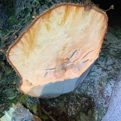 木を差し上げます！薪ストーブに！の画像