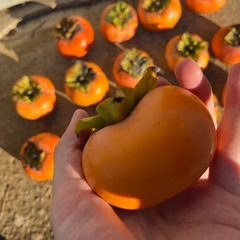 柿(甘くて美味しです)の画像
