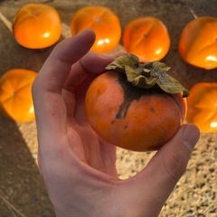 柿(甘くて美味しです)の画像