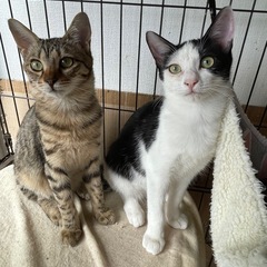 元気いっぱい仲良し4兄妹！