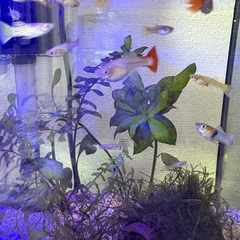 グッピーの子供の画像