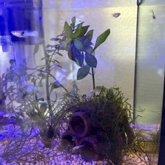 グッピーの子供の画像