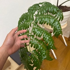 リュウビンタイの画像