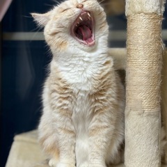 可愛い(´∀｀)ごろごろちゃん💕