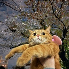 男の子　8歳　スコティッシュ　