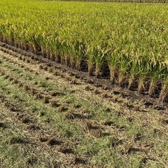 令和7年収穫　新米ヒノヒカリ　兵庫米　30kgの画像