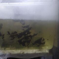 ボトル入りタニシ(5匹)4ボトル追加品出ししました。の画像