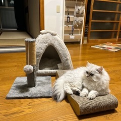 猫用品の画像