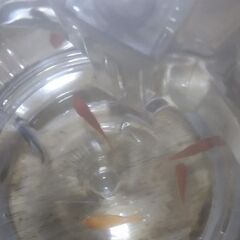 ボトル入りニシキゴイ？(4匹)＋金魚(4匹)合計8匹4ボトル追加品出ししました。の画像