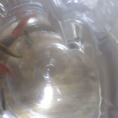 ボトル入りニシキゴイ？(4匹)＋金魚(4匹)合計8匹4ボトル追加品出ししました。の画像