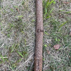 剣スコップの画像