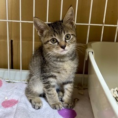 キジトラ　オス