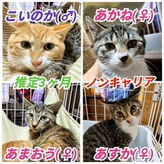 ★里親様✨募集致します★推定3ヵ月子猫※11/2(日)澄川…