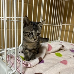 キジトラ　メス - 下新川郡