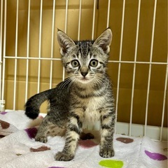 キジトラ　メス