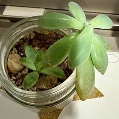 多肉植物月美人2つの画像