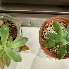 多肉植物月美人2つの画像