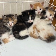 生後1ヶ月　健康な仔猫　2匹