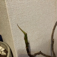 鉢付き観葉植物の画像