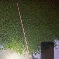 リピア(イワダレソウ)グランドカバープランツの画像