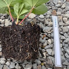 イチゴの苗 【１０株で１０００円】2025-１０《受渡完了》の画像